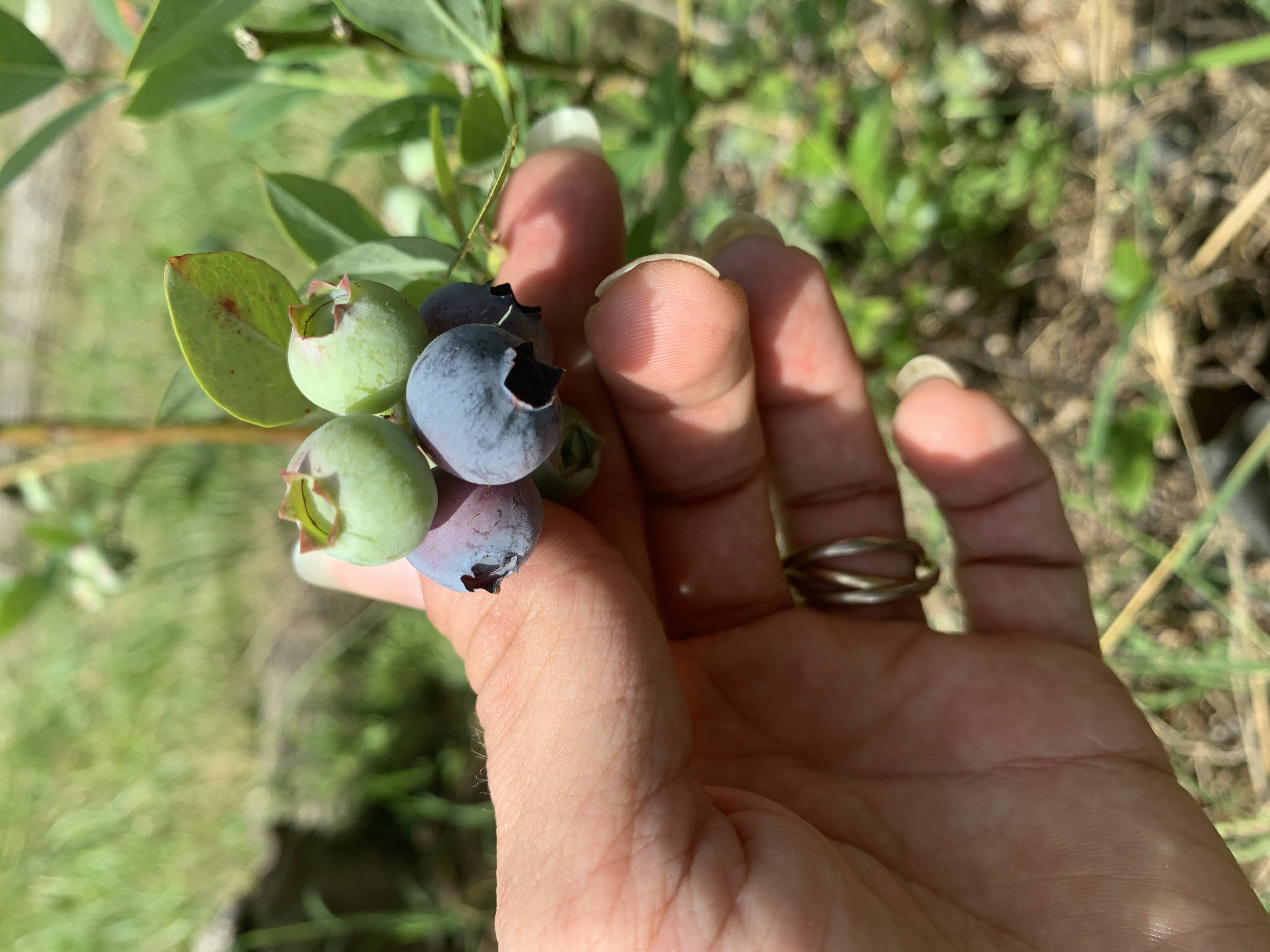 Harvest 2022